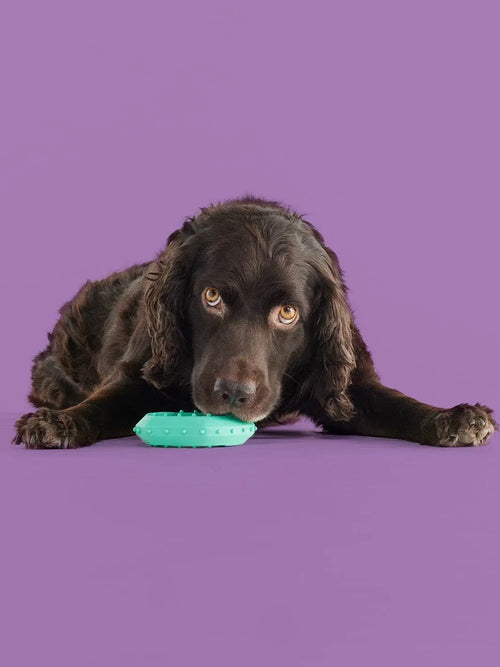 Yomp Chillchew Freezable Dog Toy – Cooling Chew Toy for Soft and Medium Chewers, Frozen Treat and Teething Toy – Made of Pet-Safe, Non-Toxic Silicone
